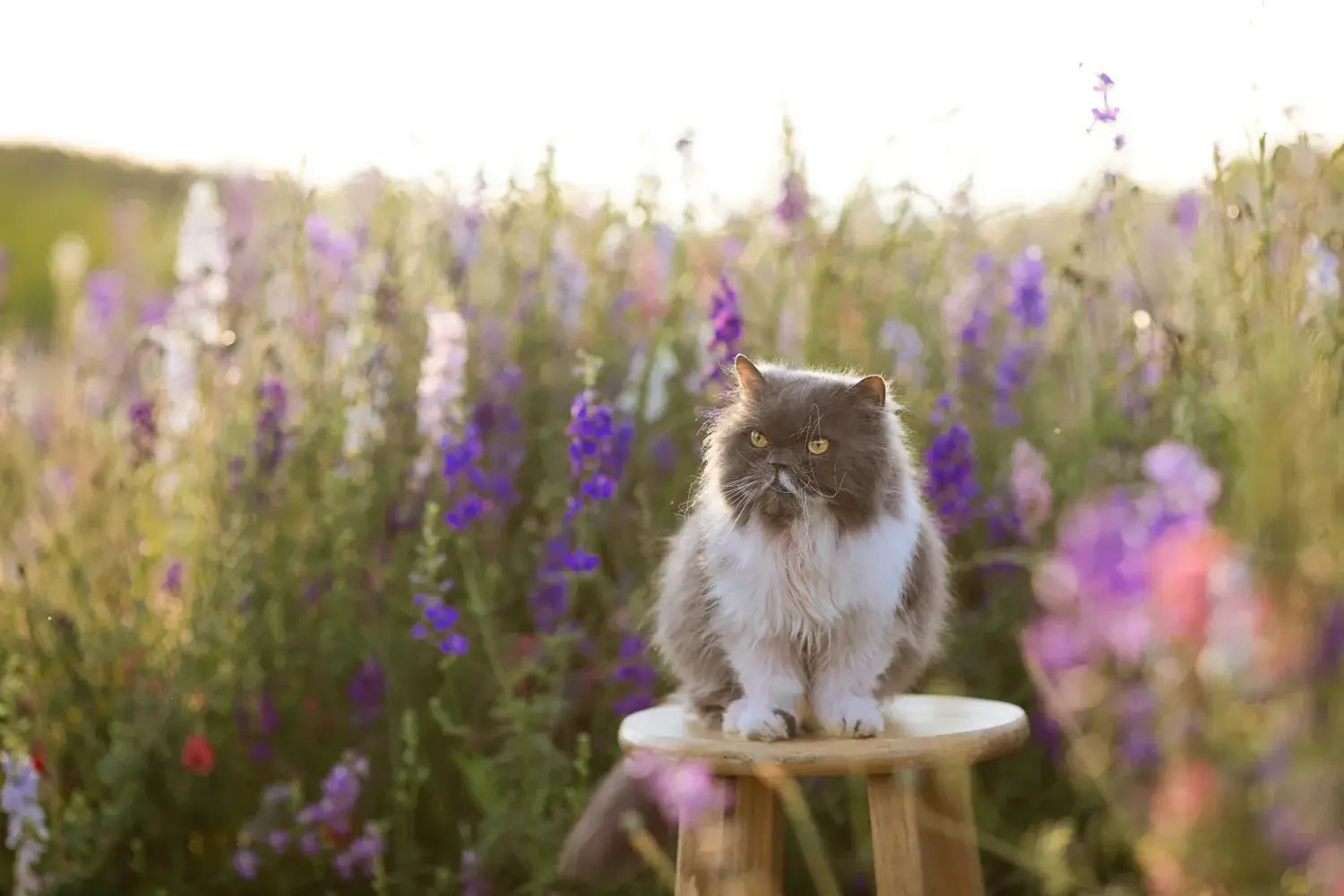 ラベンダーと猫の暮らし