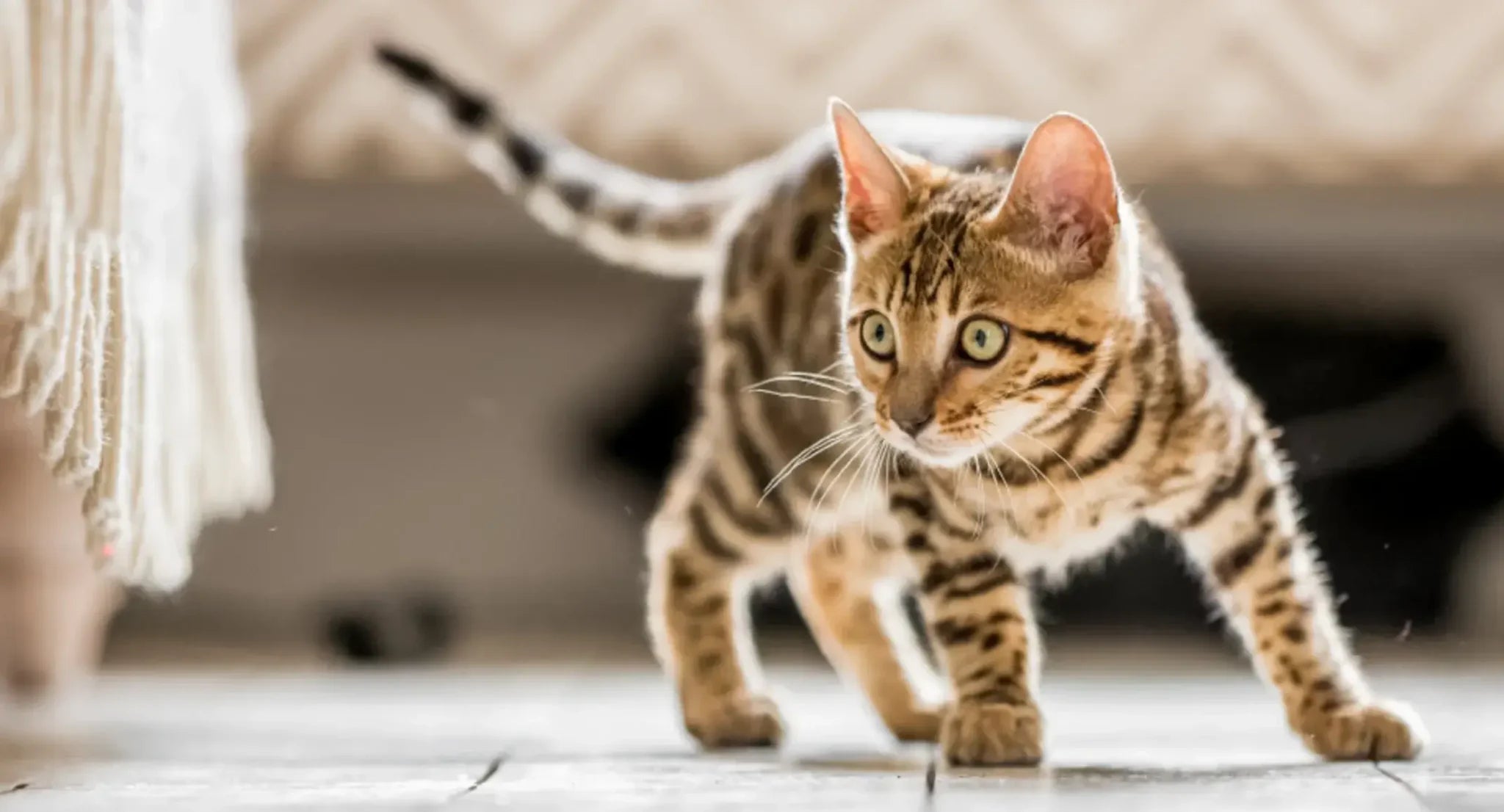 愛猫のプレイスタイル