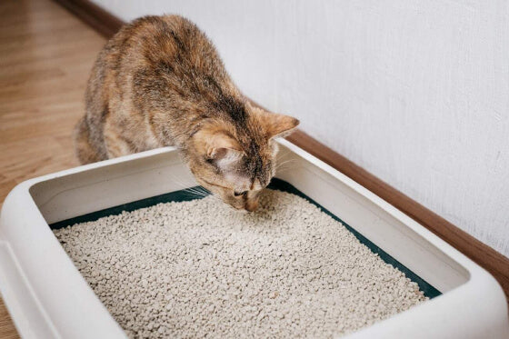 重曹を活用した猫トイレ消臭