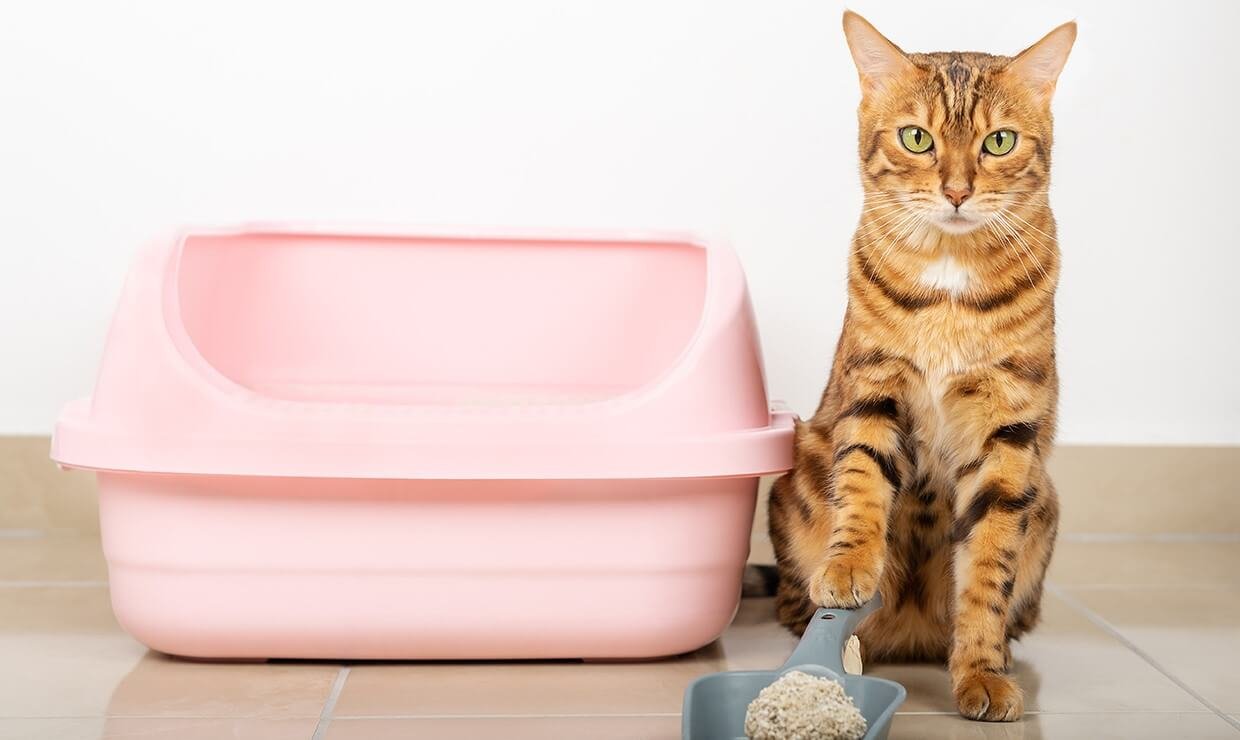 毎日の猫トイレ掃除