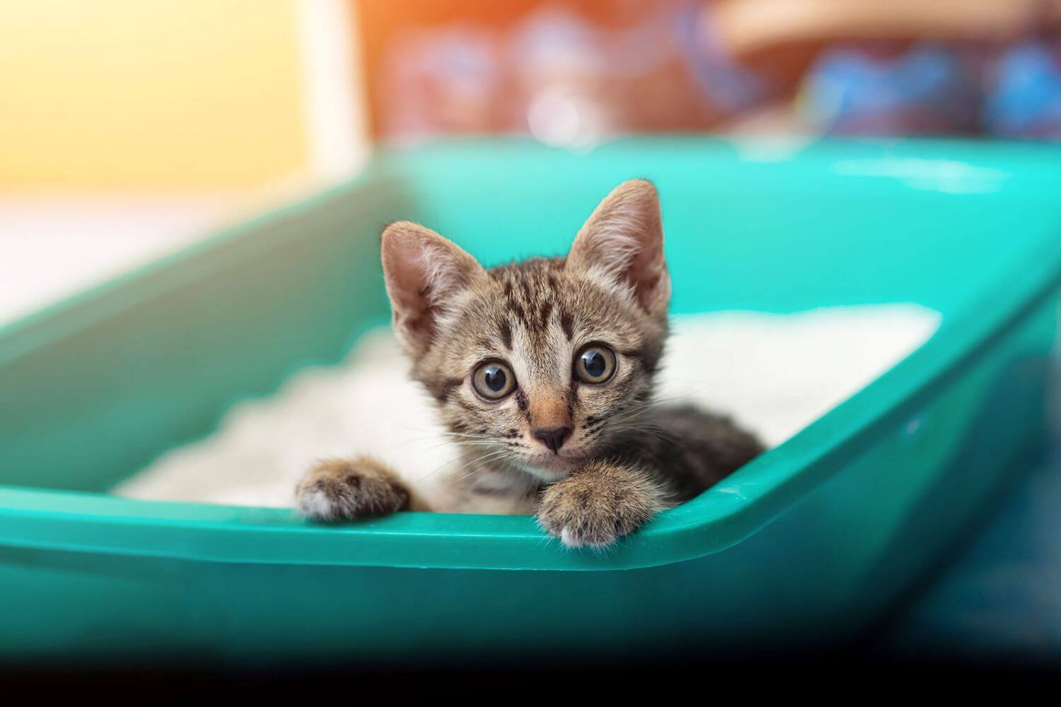 清潔な猫トイレ環境