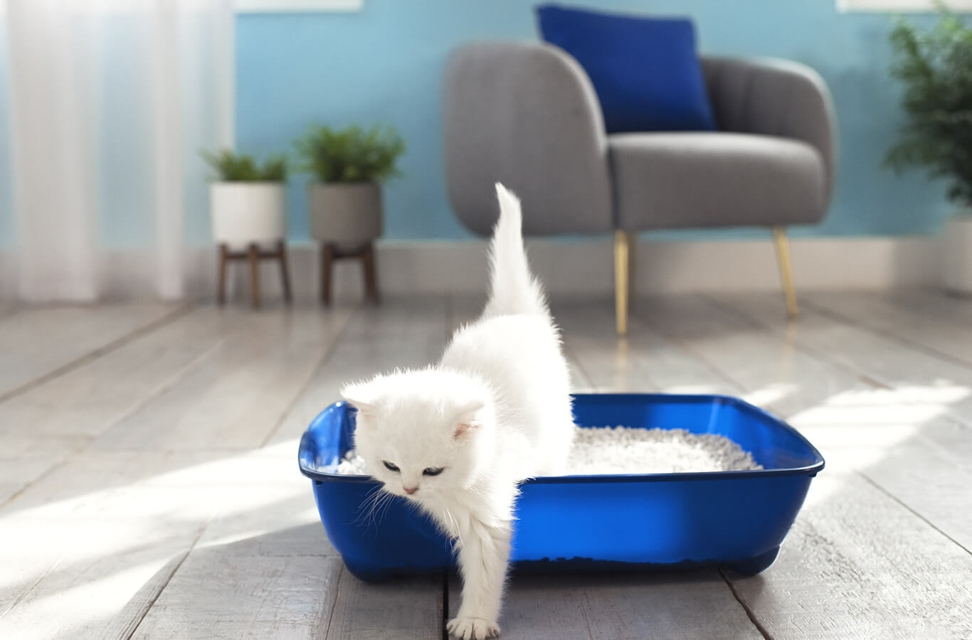 猫トイレのしつこいニオイを劇的に消す5つの裏技